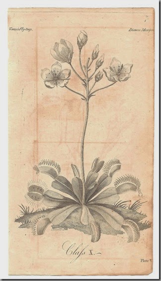 Botanical scan (5)