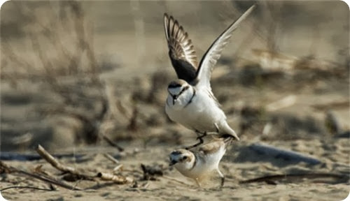 Fratino_scheda_specie_grande Fratino_scheda_specie_grande