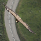 Vautour fauve , griffon vultur