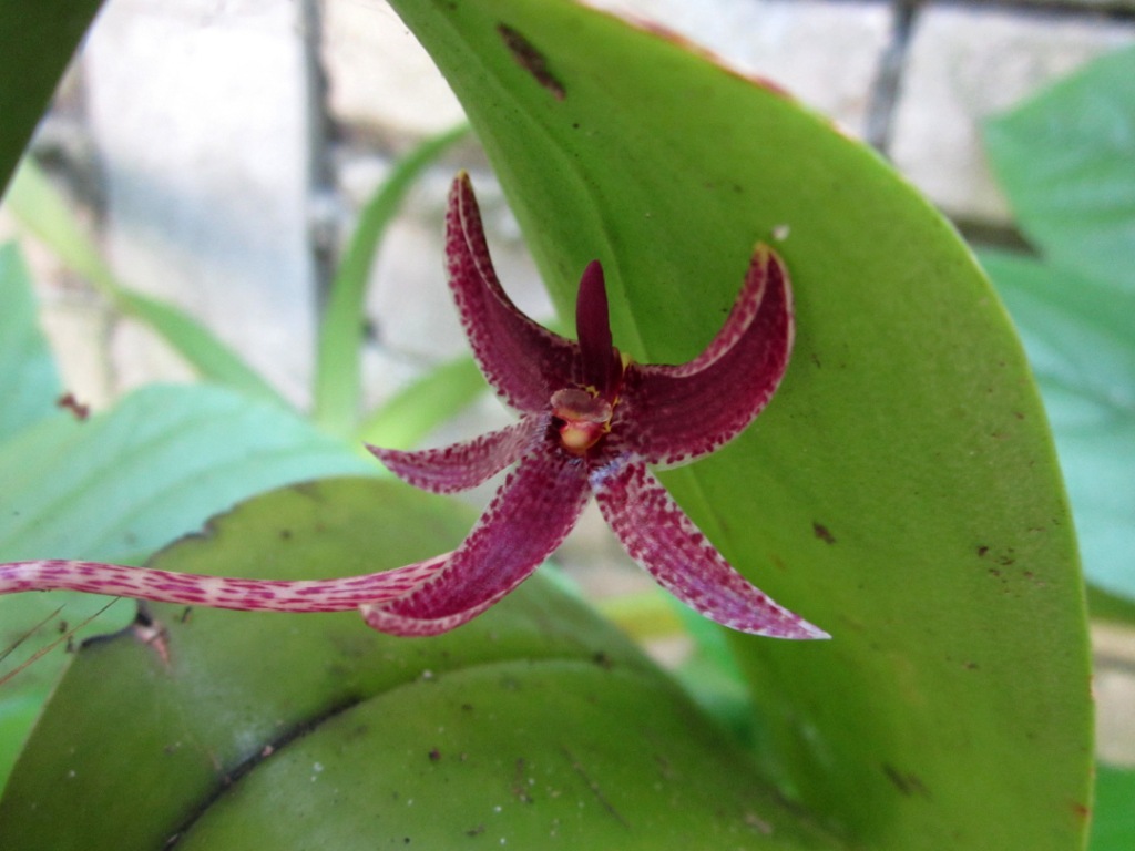 MillFa Wild Orchid: Bulbophyllum patens