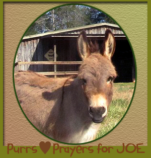 PRAYERS for JOE the Donkey