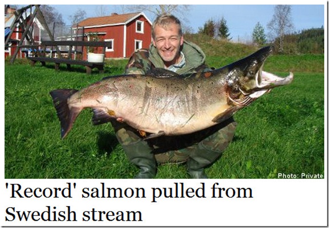 swedish salmon