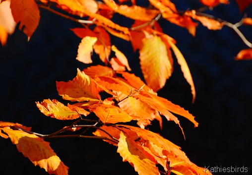 9. autumn gold-kab