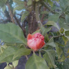 [S] Rose Cactus, Leaf Cactus