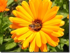 včely na květech 047