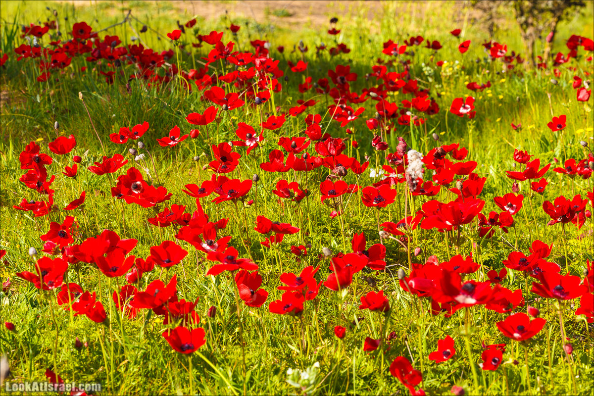 Анемоны (каланиет) пустыни Негев - Фестиваль Даром Адом в LookAtIsrael.com - Фото путешествия по Израилю | Red South festival of anemones in Negev | דרום אדום - קלניות בבארי