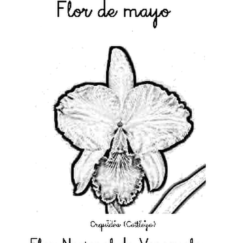 Colorear Flor De Mayo De Venezuela Colorear Dibujos Infantiles