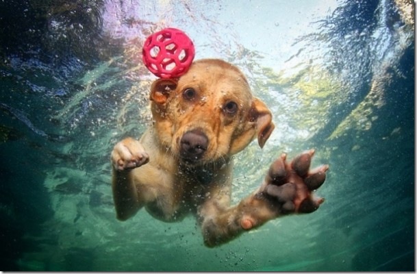 underwater-dogs-photography-14