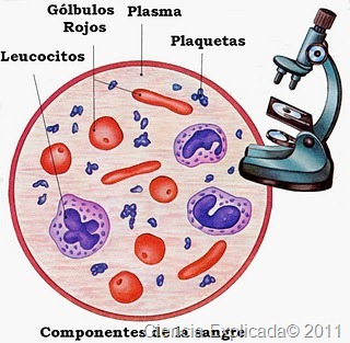 [plasma%2520sangre%255B2%255D.jpg]