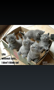 I love funny cats Screenshots 8