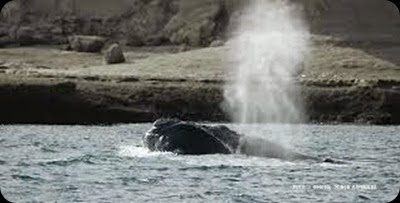 whales in patagonia2