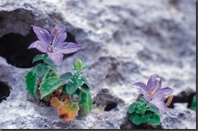 liguria_biodiversita3 liguria_biodiversita3