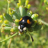 Melanistic Asian Ladybug