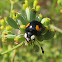 Melanistic Asian Ladybug