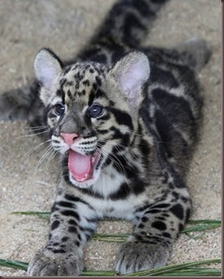 Amazing Animal Pictures Clouded Leopard (4)