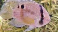 [Guyane%2520cichlid%25C3%25A9%2520trou%2520de%2520serrure%255B4%255D.jpg]