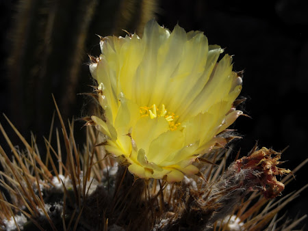 Floare de cactus Lanzarote