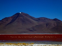 Flamingoes at 4300m on Laguna Colorada, Southwestern Bolivia.