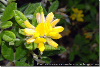 3791 Gildana peluda 3791 Gildana peluda