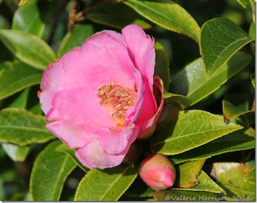 33-Camellia
