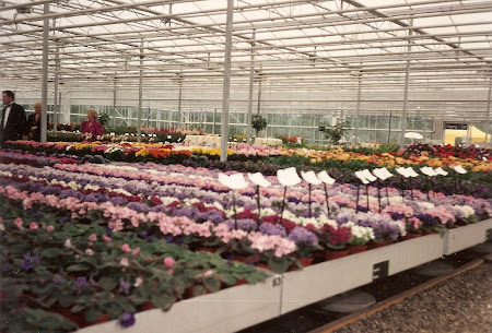 Flori la Floriade Multe flori la Floriade 1992