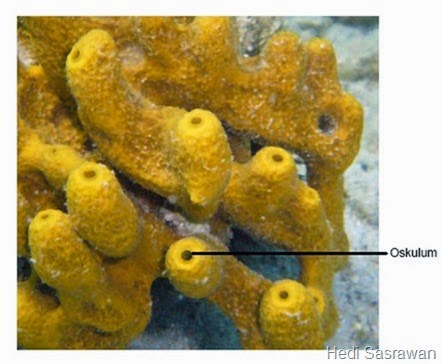 Porifera ialah organisme multiseluler kingdom animalia yang badannya mempunyai banyak pori 4 Alat Pernapasan pada Porifera