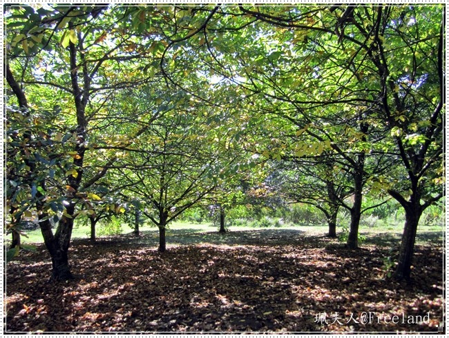 [chestnuts12%255B3%255D.jpg]