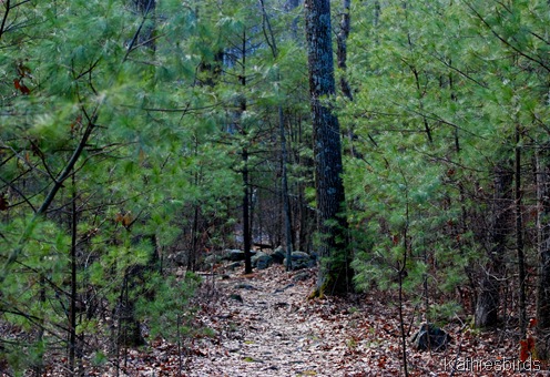 8. forest path-kab