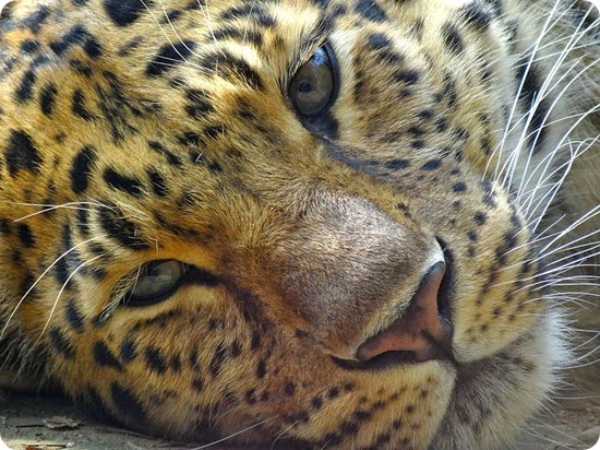 leopardo dell'amur2 leopardo dell'amur2