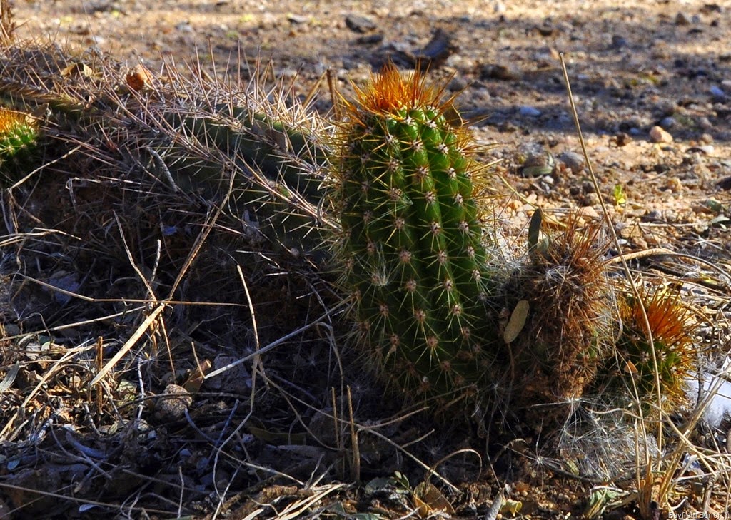 [DSC_0023%255B3%255D.jpg]