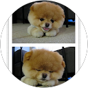 Image Google de Wendy Tran