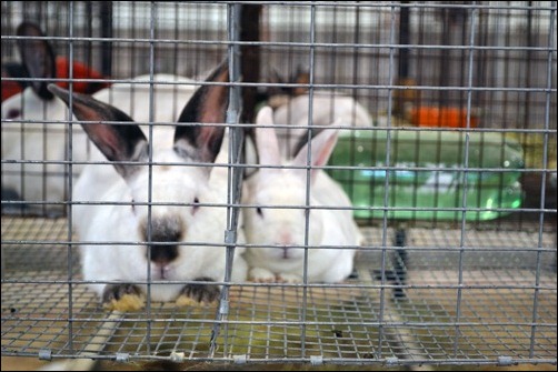 4H rabbits