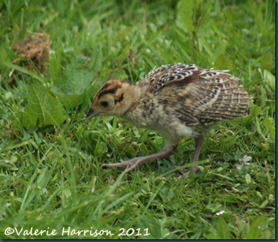 11 baby-pheasant (2)