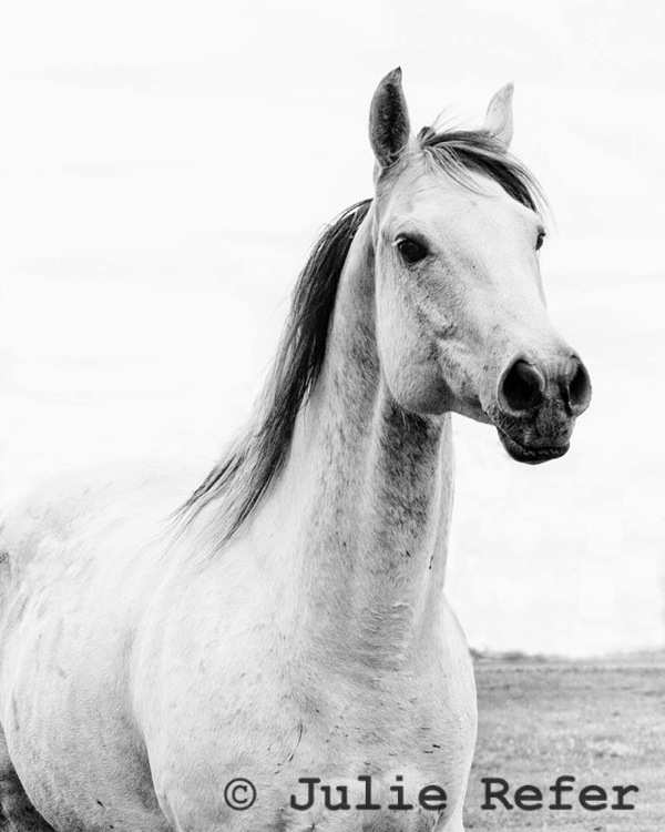 Julie Refer Equine Photography