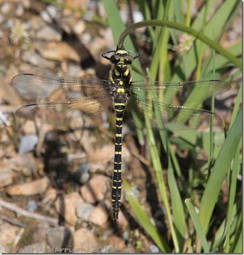 16-golden-ringed-dragonfly