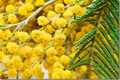 8 martie-ziua femeii-mimoze