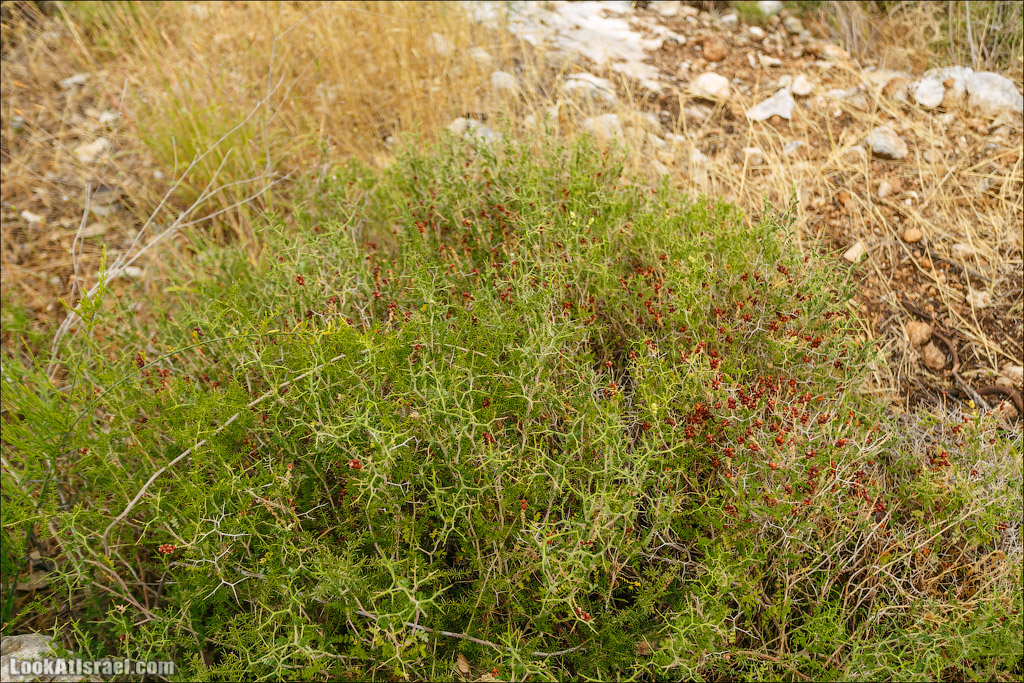 Неот Кдумим - Заповедник библейской природы | נאות קדומים