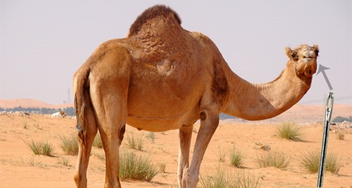 [camel%2520-%2520needle%2520-%252003%255B2%255D.jpg]