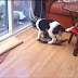 FUNNY VIDEOS: Funny Cats - Funny Cat Videos - Funny Animals - Funny Dogs - Funny Pranks