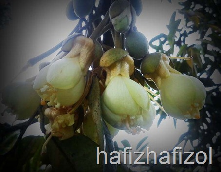 bunga durian 