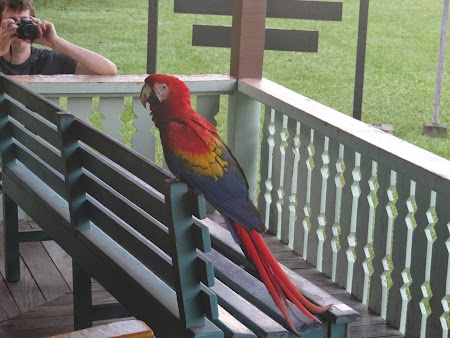 17. Papagal in Corcovado.JPG