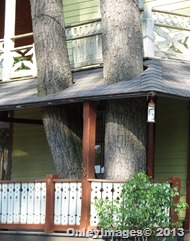 closeup tree on porch