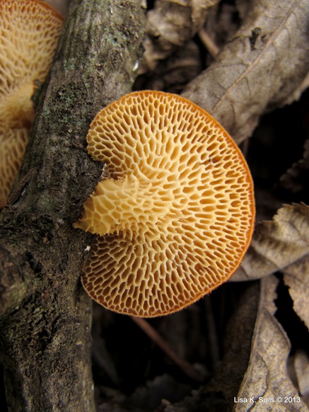 spring polypore