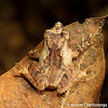 Kandian shrub frog