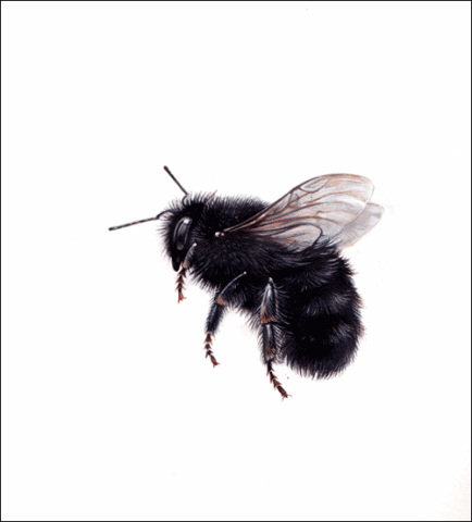 [new-bee-bg%255B4%255D.gif]