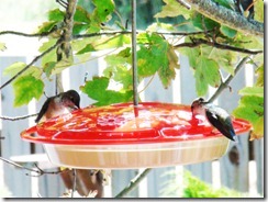 lopez hummingbird 071211 00003
