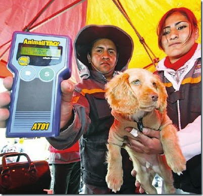 Arranca la implantación de microchips a canes en El Alto
