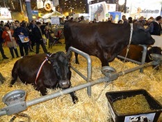 2015.02.26-081 vache rouge flamande