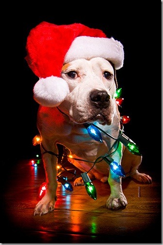 perro gorritos navidad (26)