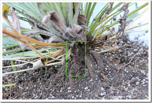 120908_Yucca-rostrata- -Echium-wildpretii_11